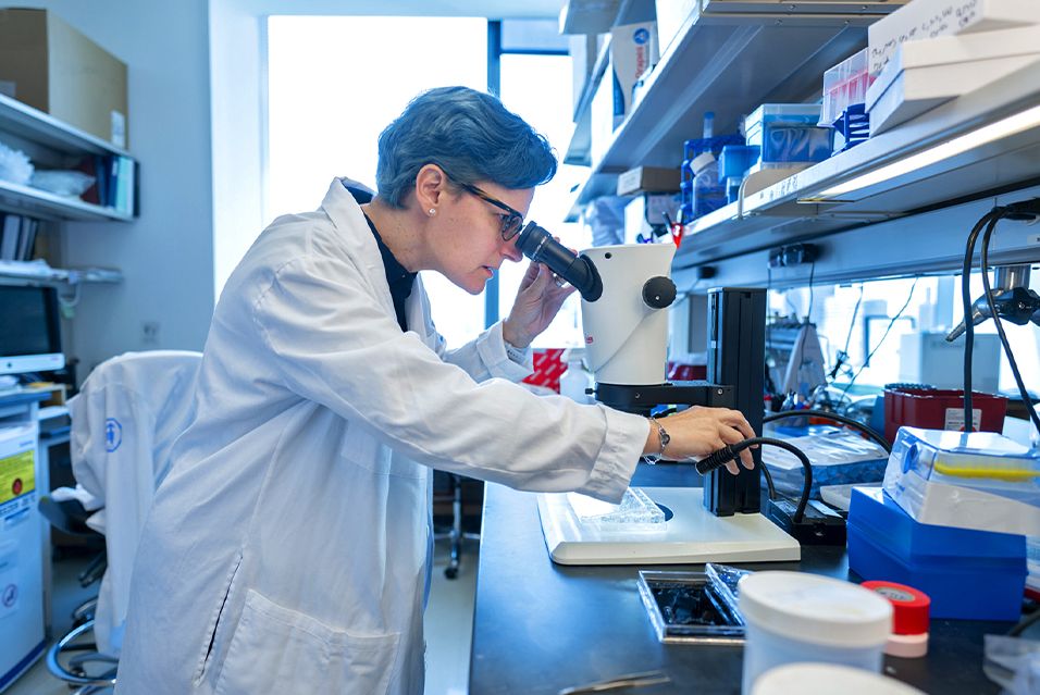 An MSK scientist looks into a microscope in a laboratory.